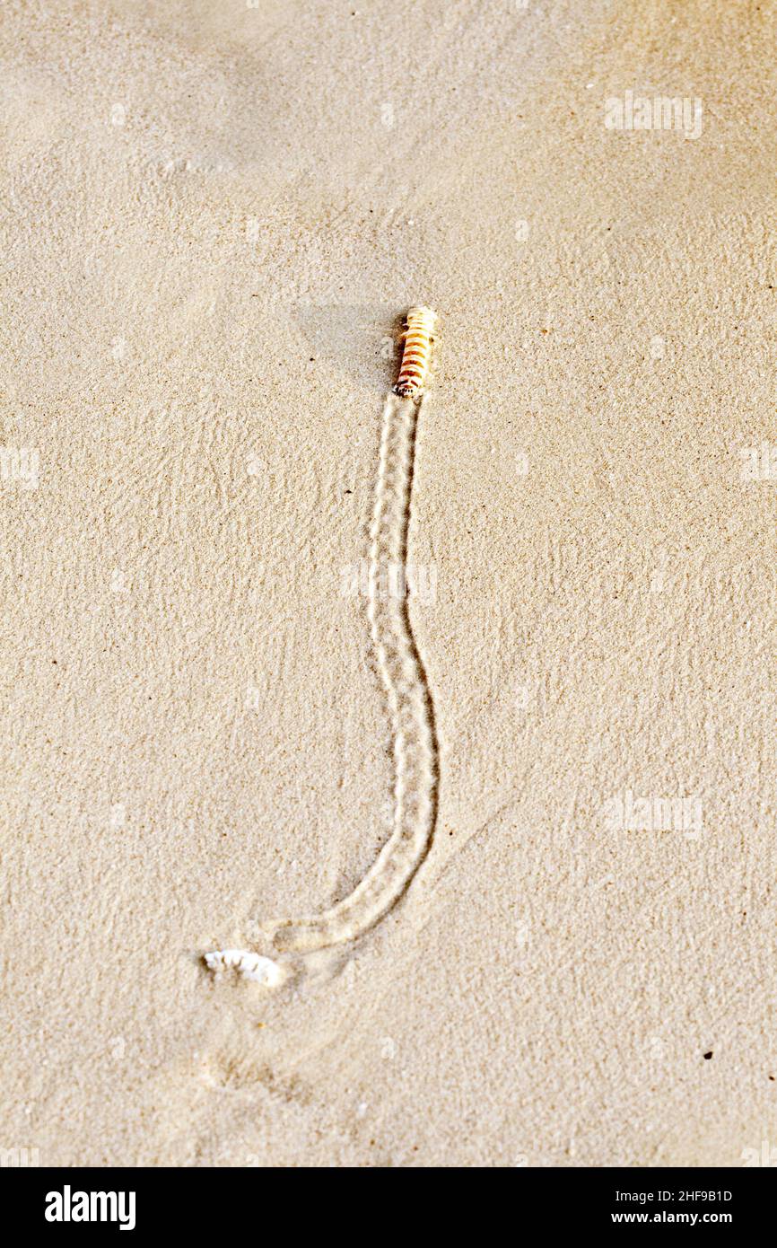 worm at the fine sandy beach Stock Photo