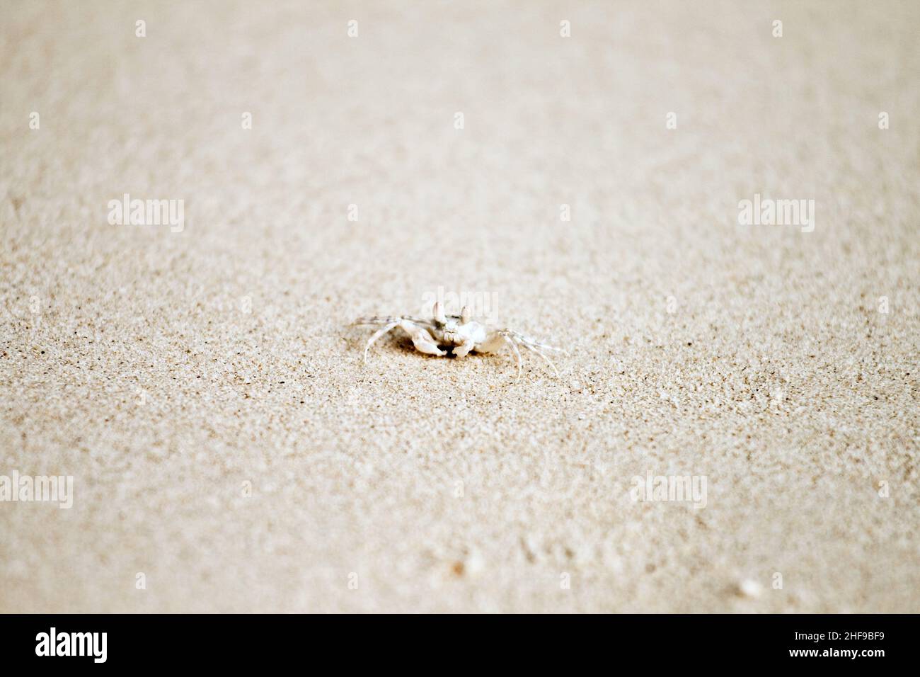 crab crawls at the fine sandy beach Stock Photo