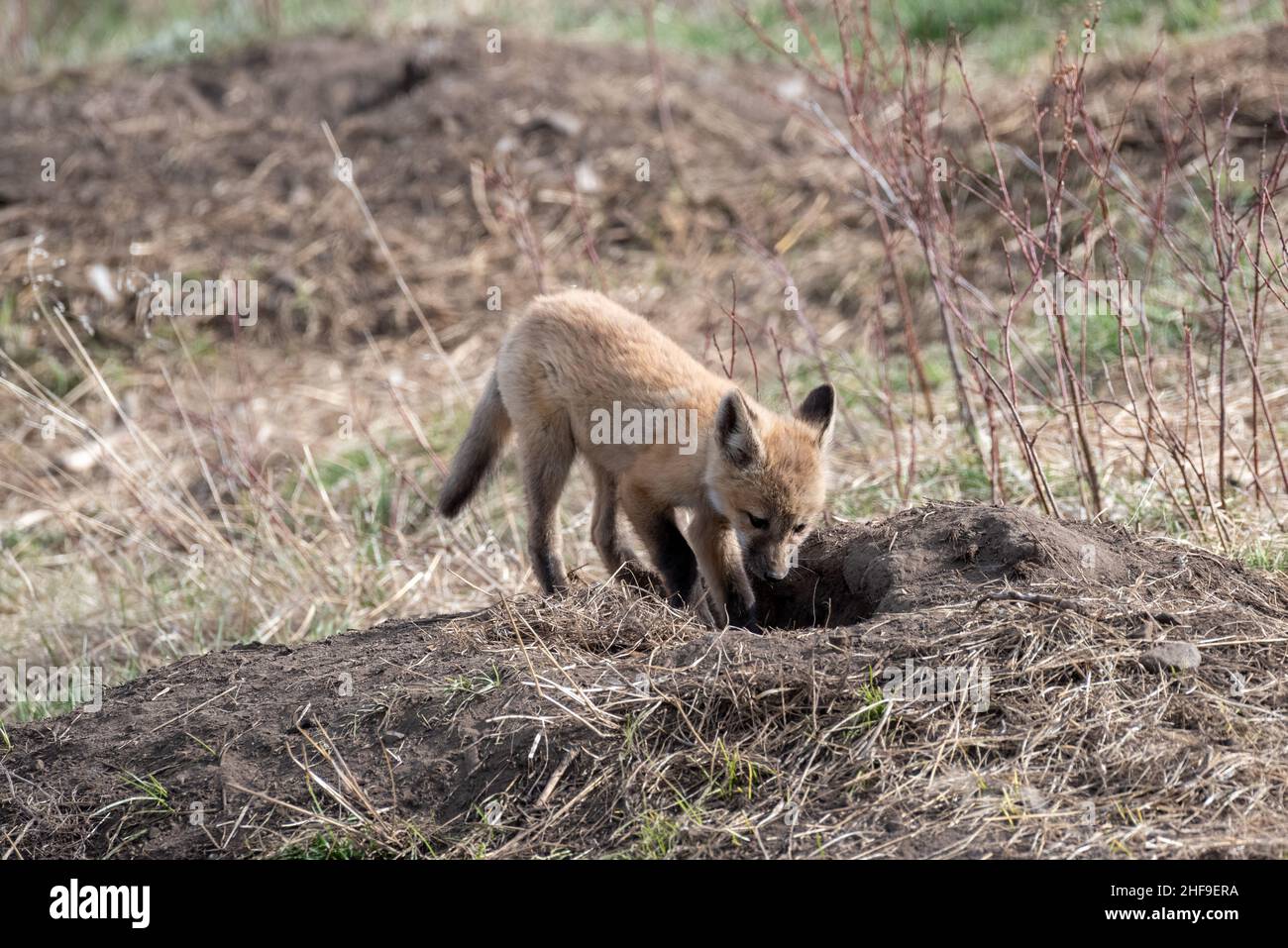 Fox kit, Iwetemlaykin State Heritage Site, Wallowa Valley, Oregon Stock