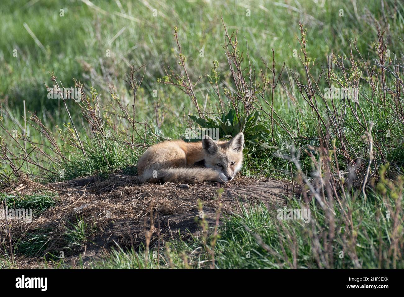 Fox kit, Iwetemlaykin State Heritage Site, Wallowa Valley, Oregon Stock