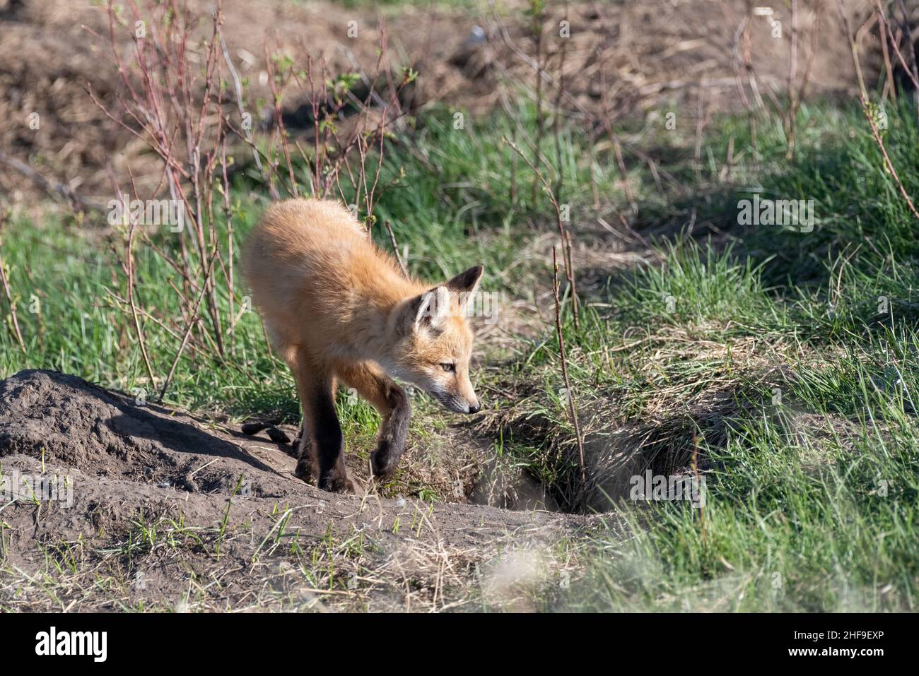 Fox kit, Iwetemlaykin State Heritage Site, Wallowa Valley, Oregon Stock
