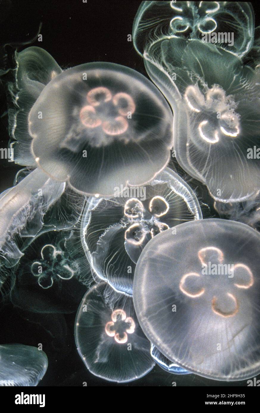 Jellyfish and sea jellies are the informal common names given to the medusa-phase of certain gelatinous members of the subphylum Medusozoa, a major pa Stock Photo