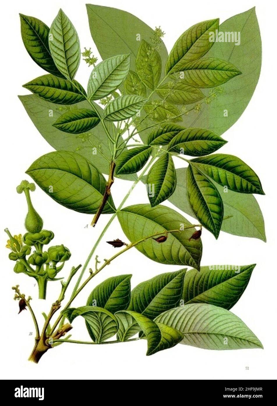 Schleichera oleosa - Köhler–s Medizinal-Pflanzen-261. Stock Photo