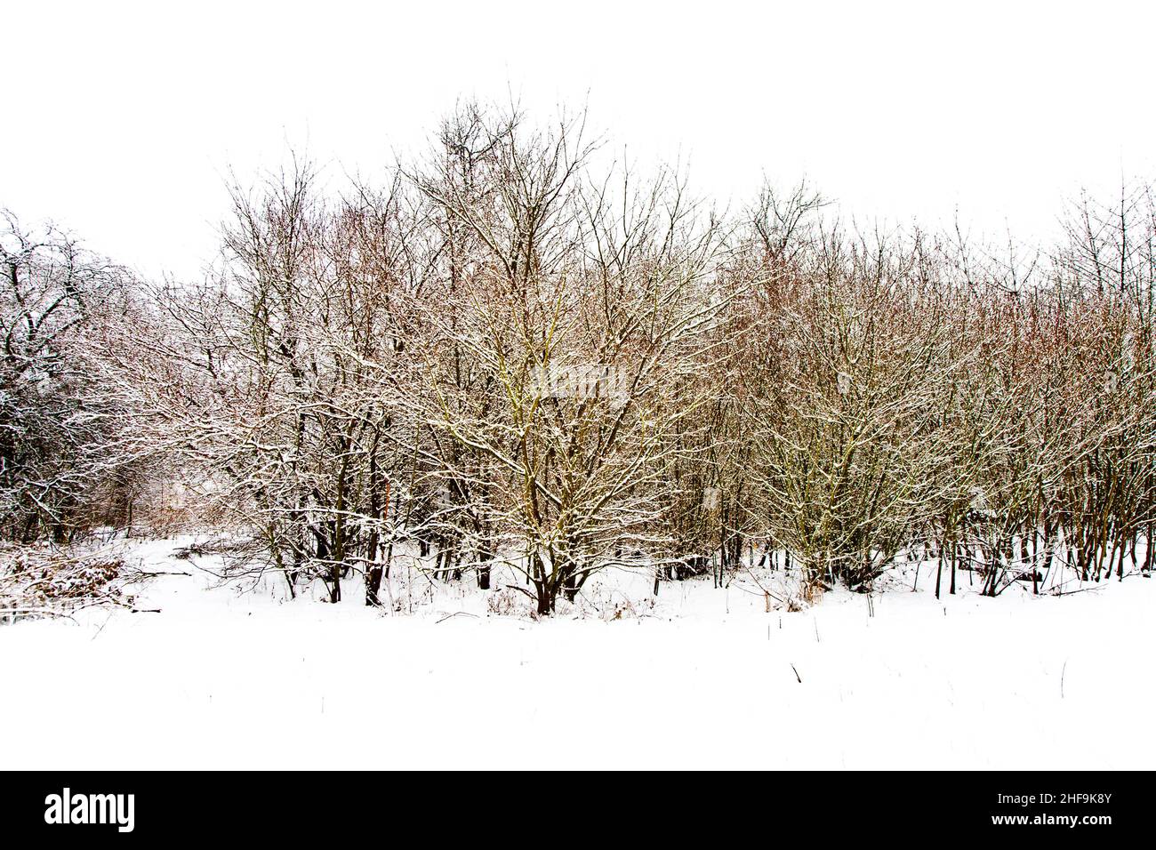 trees in winter landscape Stock Photo - Alamy