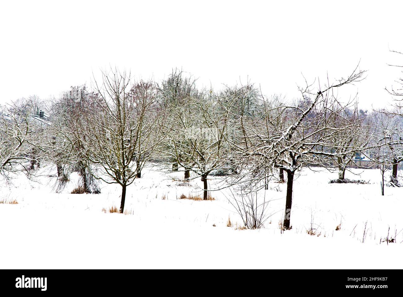 trees in winter landscape Stock Photo - Alamy