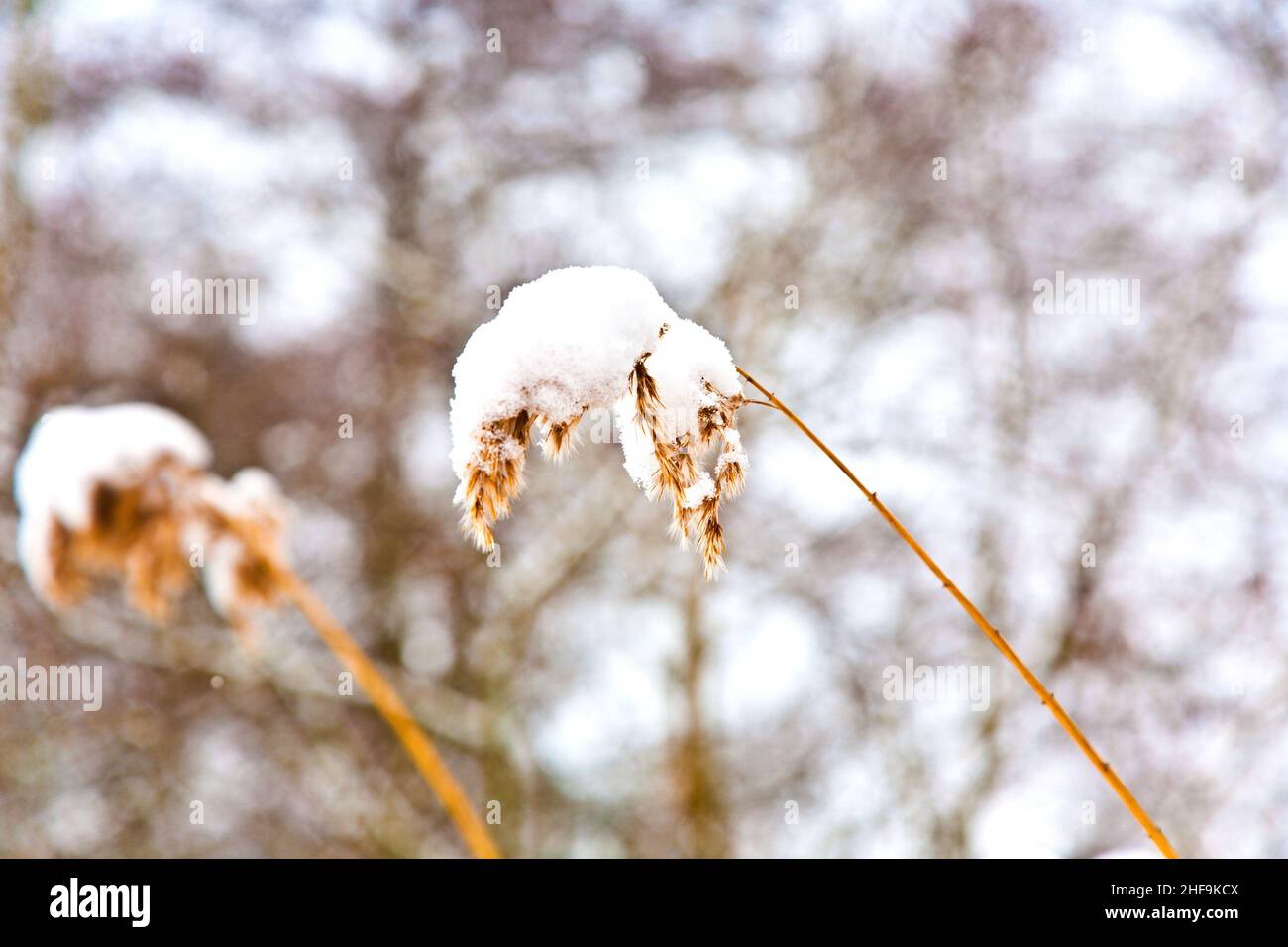 trees in winter landscape Stock Photo - Alamy