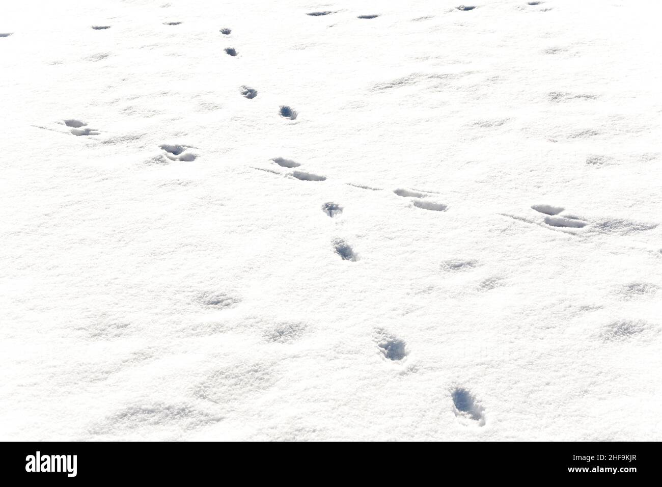 feet of animals in snow Stock Photo Alamy