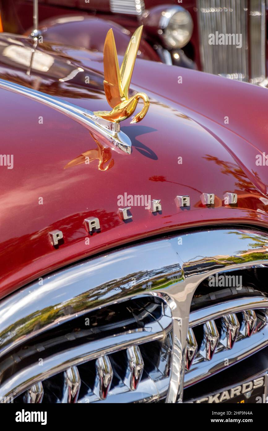 A gold swan hood ornament decorates a maroon 1951 Packard limosine classic car. Note elaborate chromium radiator grille. Stock Photo