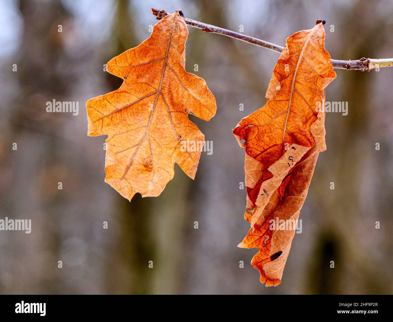 White Oak (Quercus alba) leaves hanging onto branch in winter. Thatcher Woods Forest Preserve, Illinois. Stock Photo