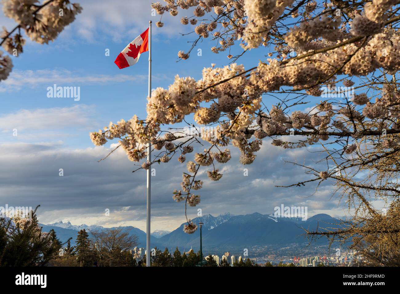 National Flag of Canada and cherry blossoms in full bloom. Concept of canadian urban city life in spring time. Queen Elizabeth Park, Vancouver, Canada Stock Photo