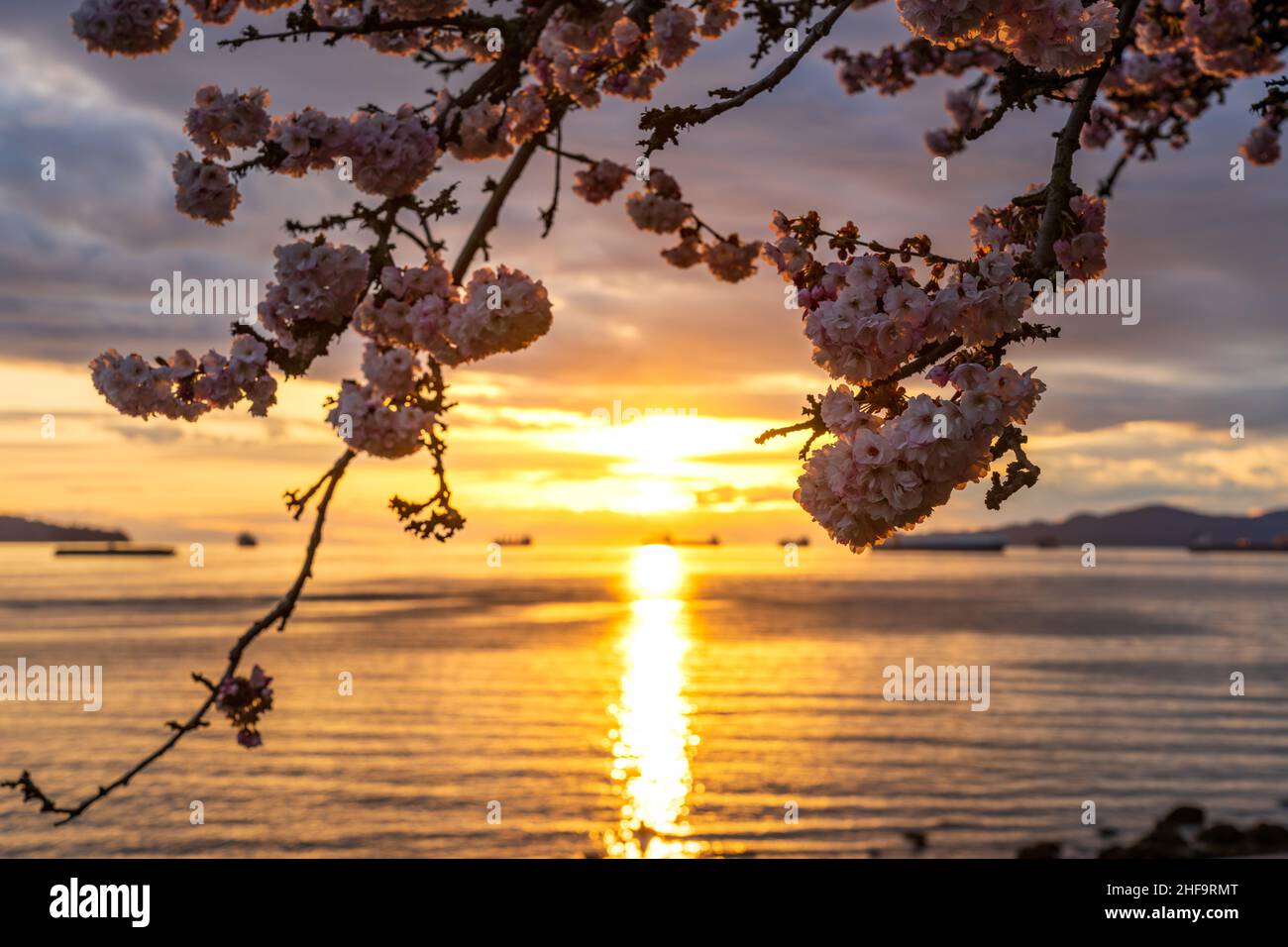 Sunset cherry blossoms hi-res stock photography and images - Alamy