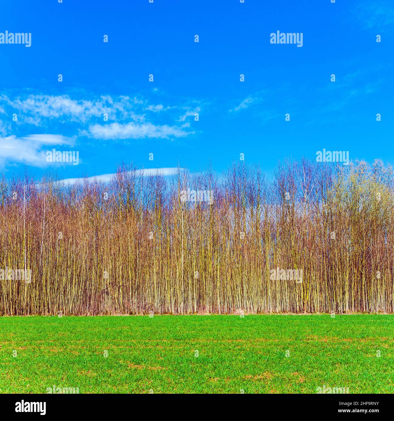 beautiful forest with field and blue sky Stock Photo - Alamy