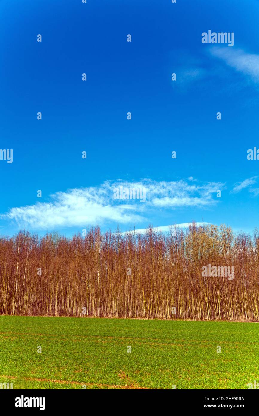 beautiful forest with field and blue sky Stock Photo - Alamy