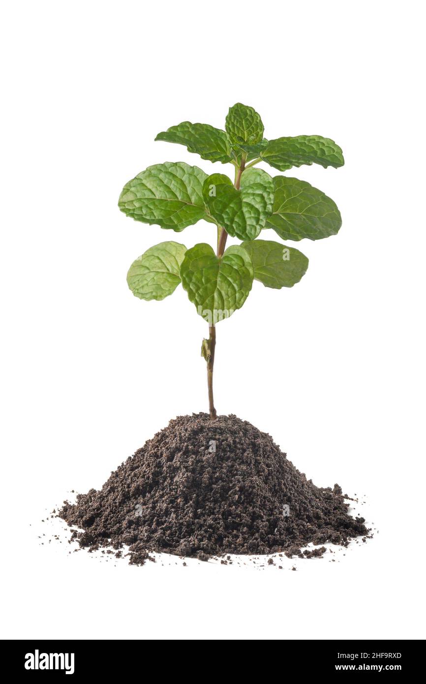 mint plant, popular fresh green organic fragrant herb with soil