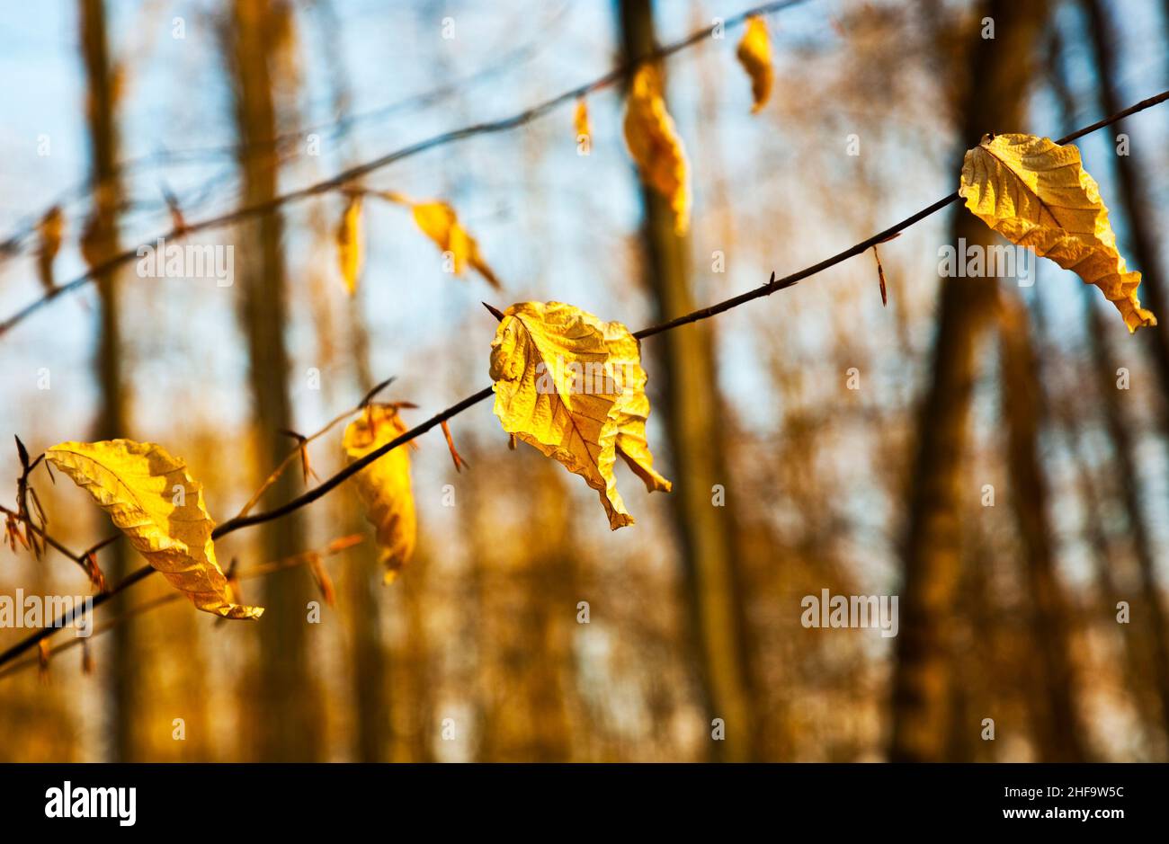 golden leaves at the tree in beautiful light with sky Stock Photo - Alamy