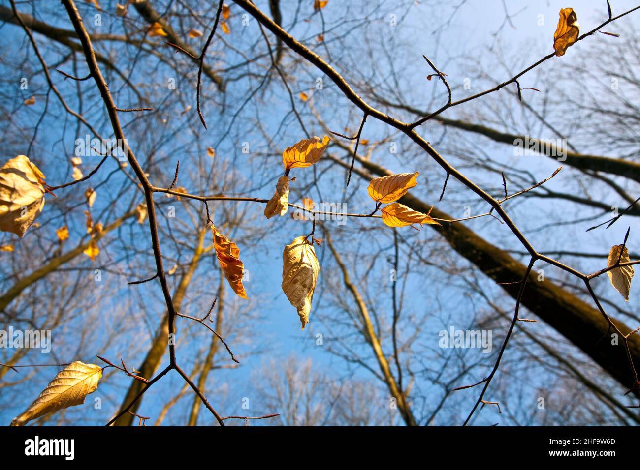 golden leaves at the tree in beautiful light with sky Stock Photo - Alamy