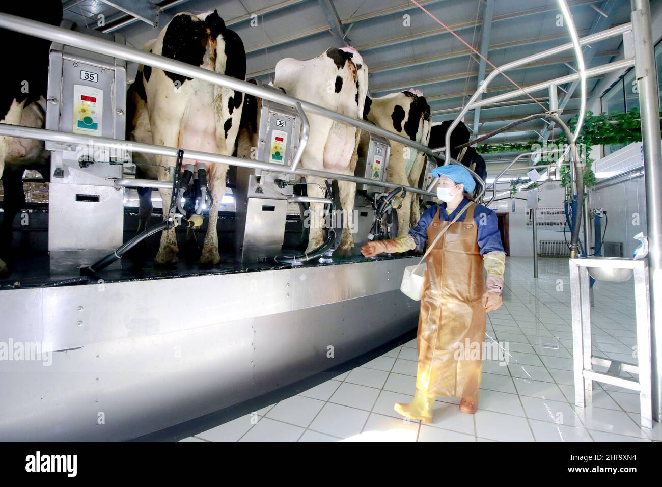 ZHANGYE, CHINA - JANUARY 14, 2022 - A view of a dairy farm in Zhangye City,  Gansu Province, China, Jan. 14, 2022. Relying on modern breeding mode and  scientific and reasonable breeding
