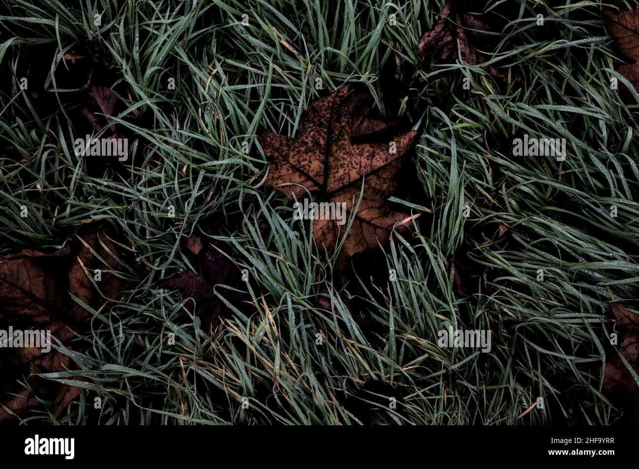 Withered maple leaves hi-res stock photography and images - Alamy