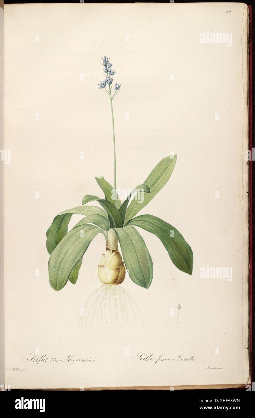 Scilla lilio-hyacinthus - Les Lilliacées - vol. 4 - t. 205. Stock Photo