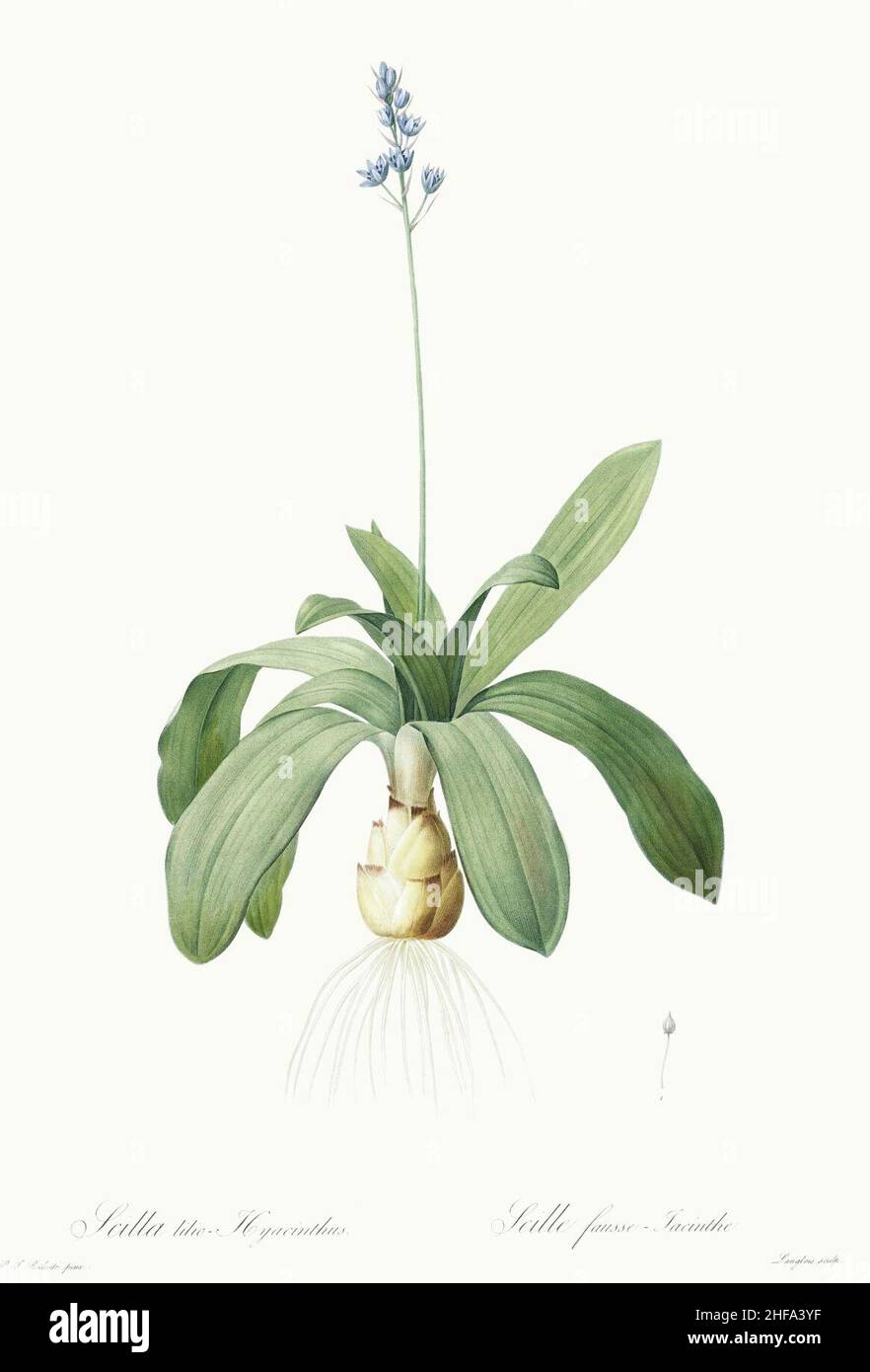 Scilla-lilio-hyacinthus - Les Lilliacées - vol. 4 - t. 205 - clean. Stock Photo