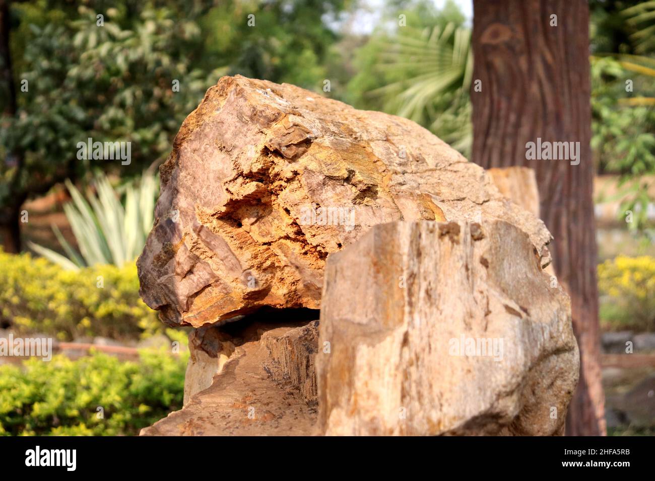Fossil Wood,Million of years old tree form stone under soil with hot and pressure,process of permineralization. Stock Photo