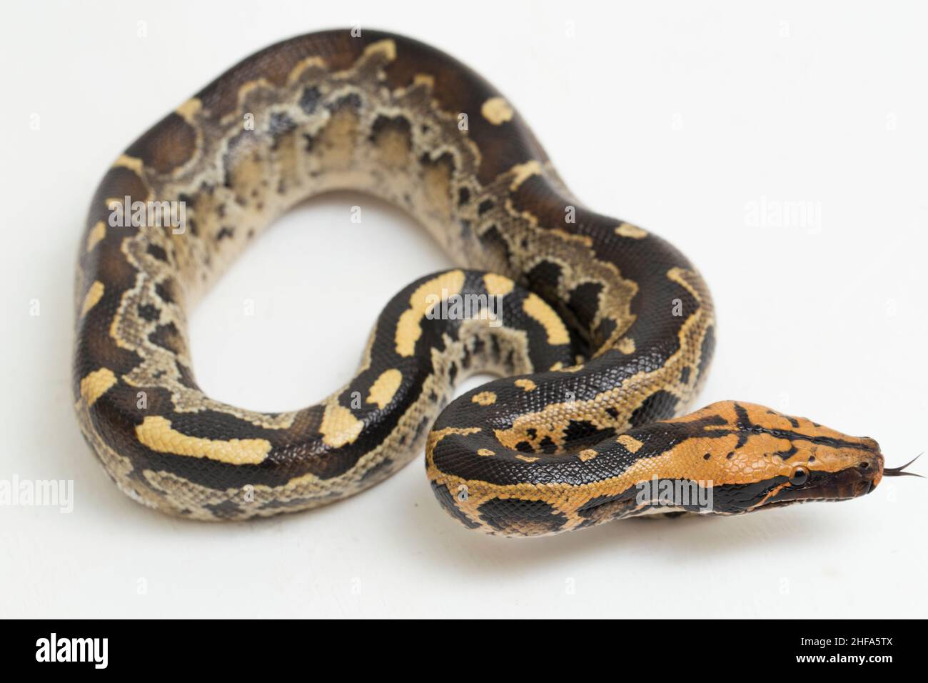 Borneo short-tailed blood python snake (Python curtus breitensteini)  isolated on white background Stock Photo - Alamy