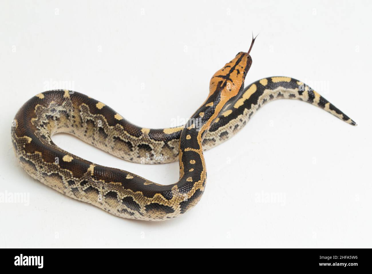 Borneo short-tailed blood python snake (Python curtus breitensteini ...