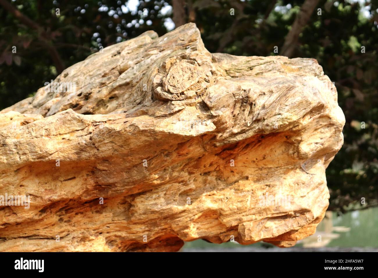 Fossil wood,Petrified wood are fossils of wood that have turned to stone through the process of permineralization,Million of years old tree form stone Stock Photo