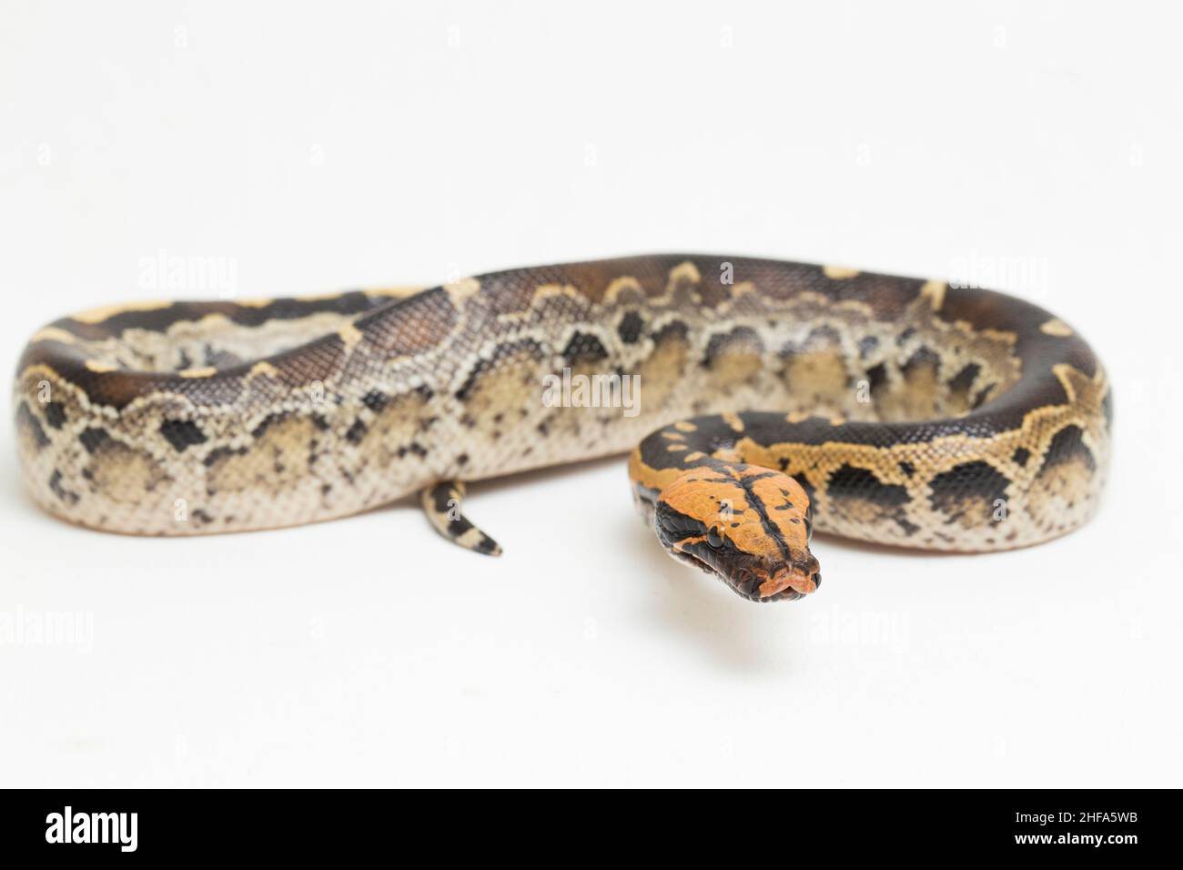 Borneo short-tailed blood python snake (Python curtus breitensteini ...