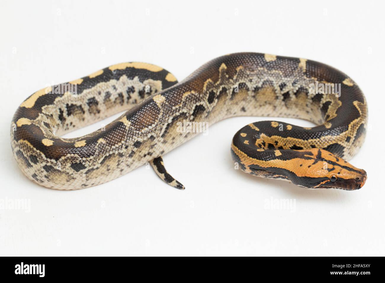 Borneo short-tailed blood python snake (Python curtus breitensteini ...