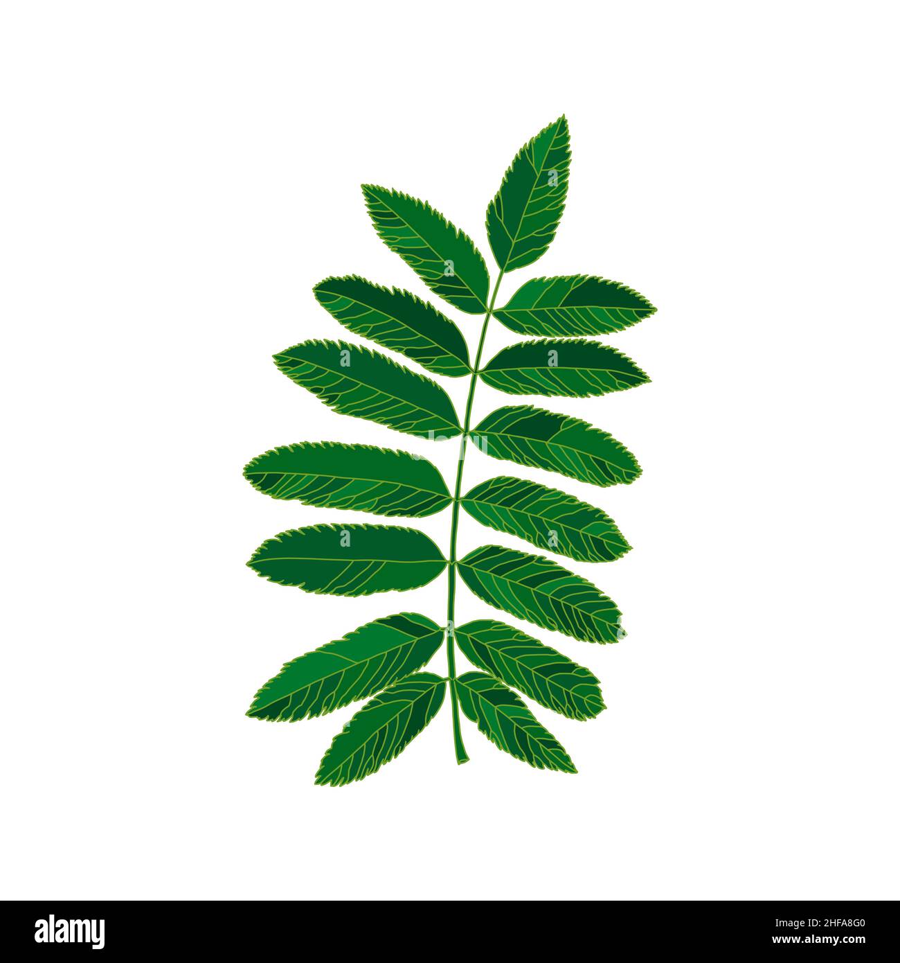 Green silhouette rowan leaf isolated on white background. Design element for decorating. Stock Vector