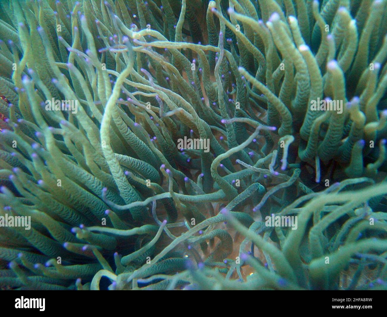 Sea anemone (Heteractis sp) on Guam (reef112962055). Stock Photo
