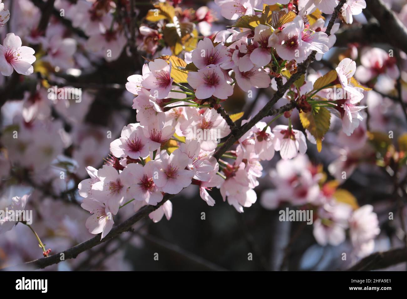 Cherry Blossoms at peak bloom during the Sakura Matsuri event at the Brooklyn Botanic Garden Stock Photo