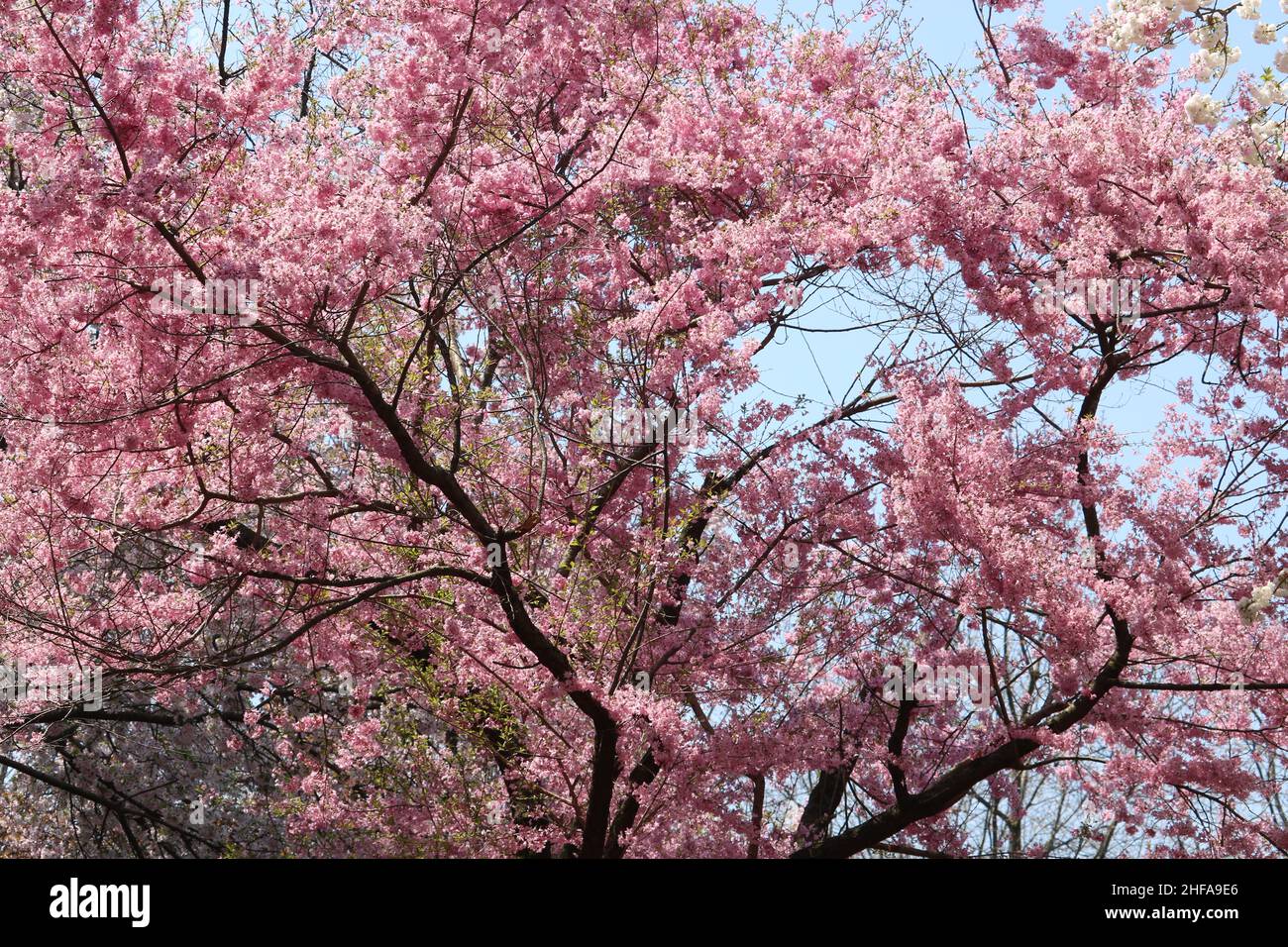 Cherry Blossoms at peak bloom during the Sakura Matsuri event at the Brooklyn Botanic Garden Stock Photo