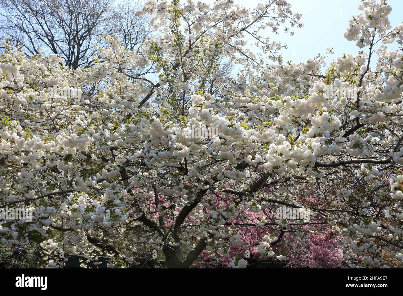 Cherry Blossoms at peak bloom during the Sakura Matsuri event at the Brooklyn Botanic Garden Stock Photo
