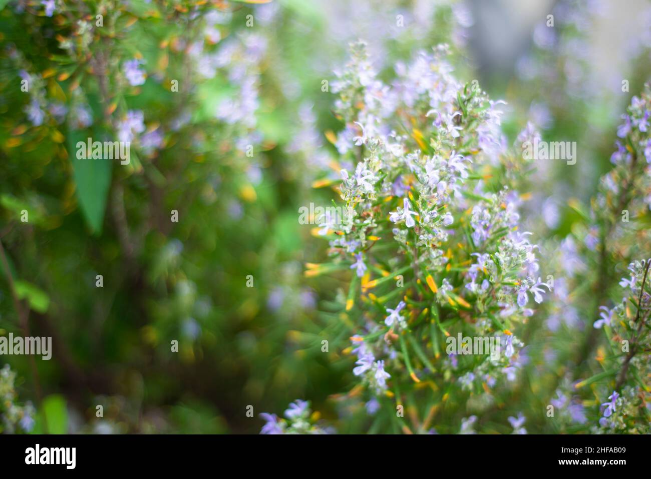 Blooming backgrounds. Rosemary with flowers Stock Photo Alamy