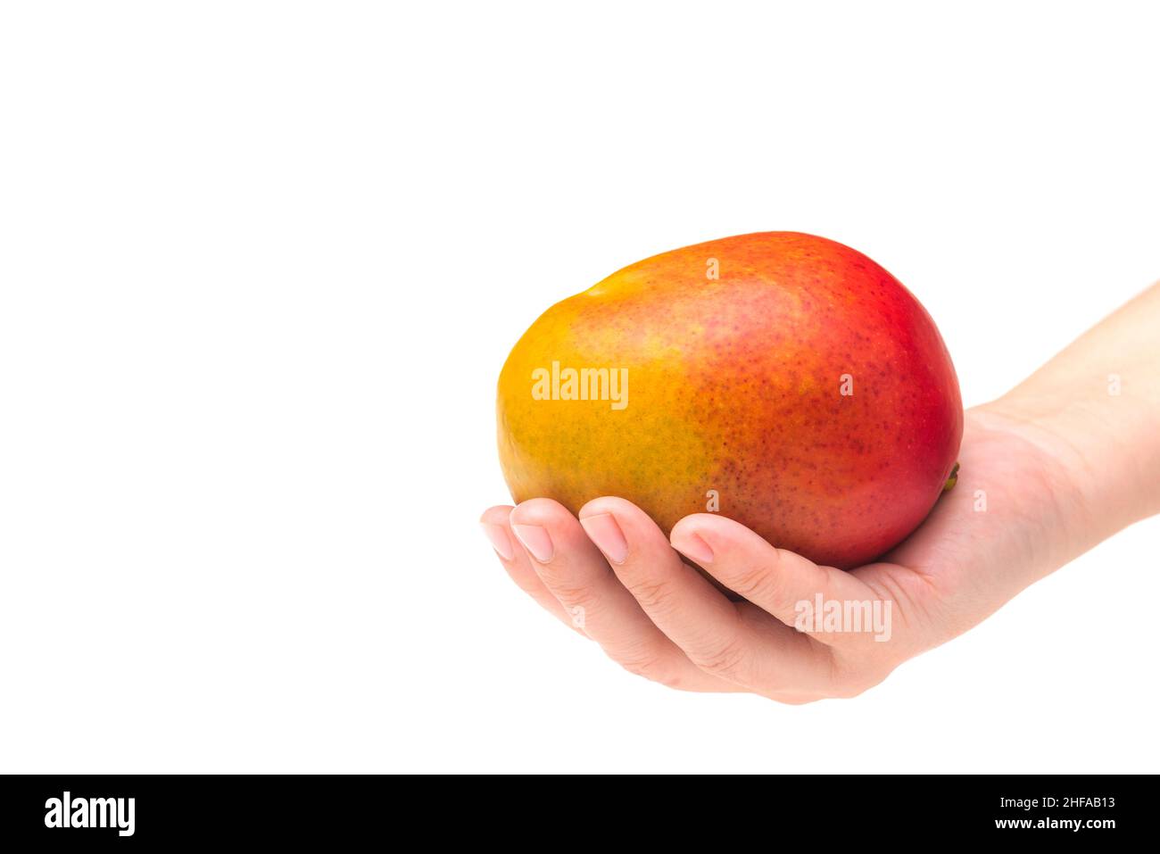 Mango fruit in hand on a white background Stock Photo