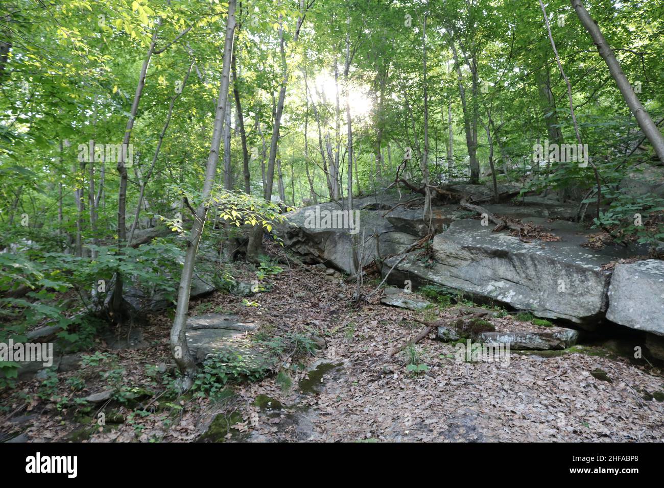 In the forest Stock Photo - Alamy