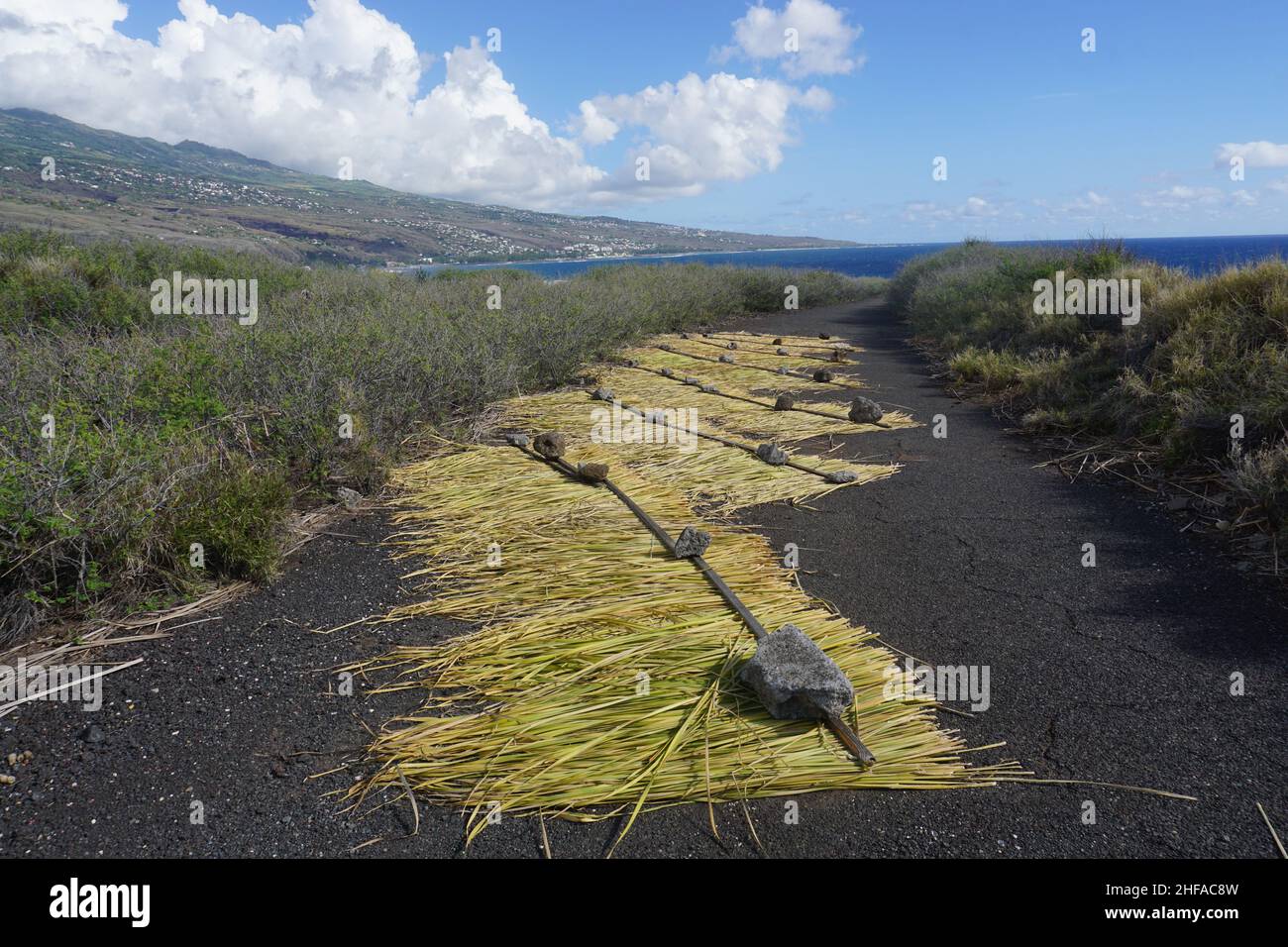 tall weeds drying on old unused asphalt highway by the rocky beach  on the tropical island of La Réunion, France Stock Photo