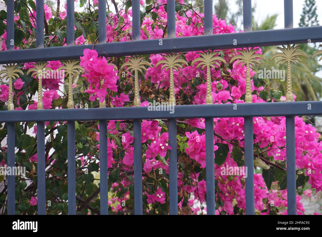 black metal gate entrance with gold palm trees carvings  and a pink bougainvillea in bloom  on the tropical island of La Réunion, France Stock Photo