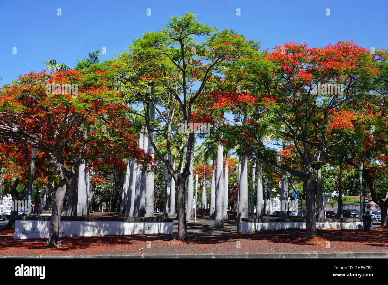 town park with palm trees and red flamboyant in bloom in St Denis on the tropical island of La Réunion, France Stock Photo