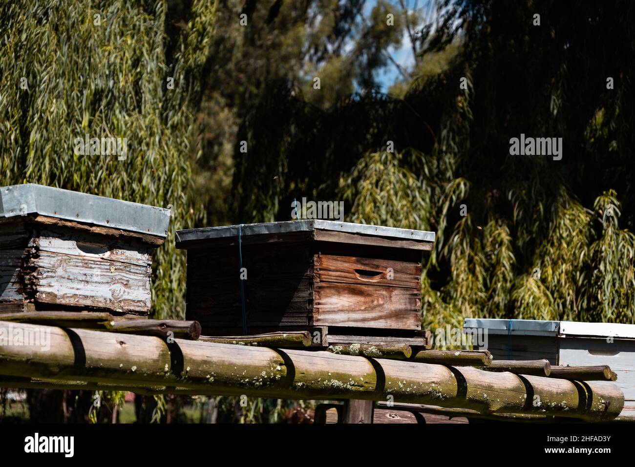 Honeybees flying in front off their wooden hive. Stock Photo