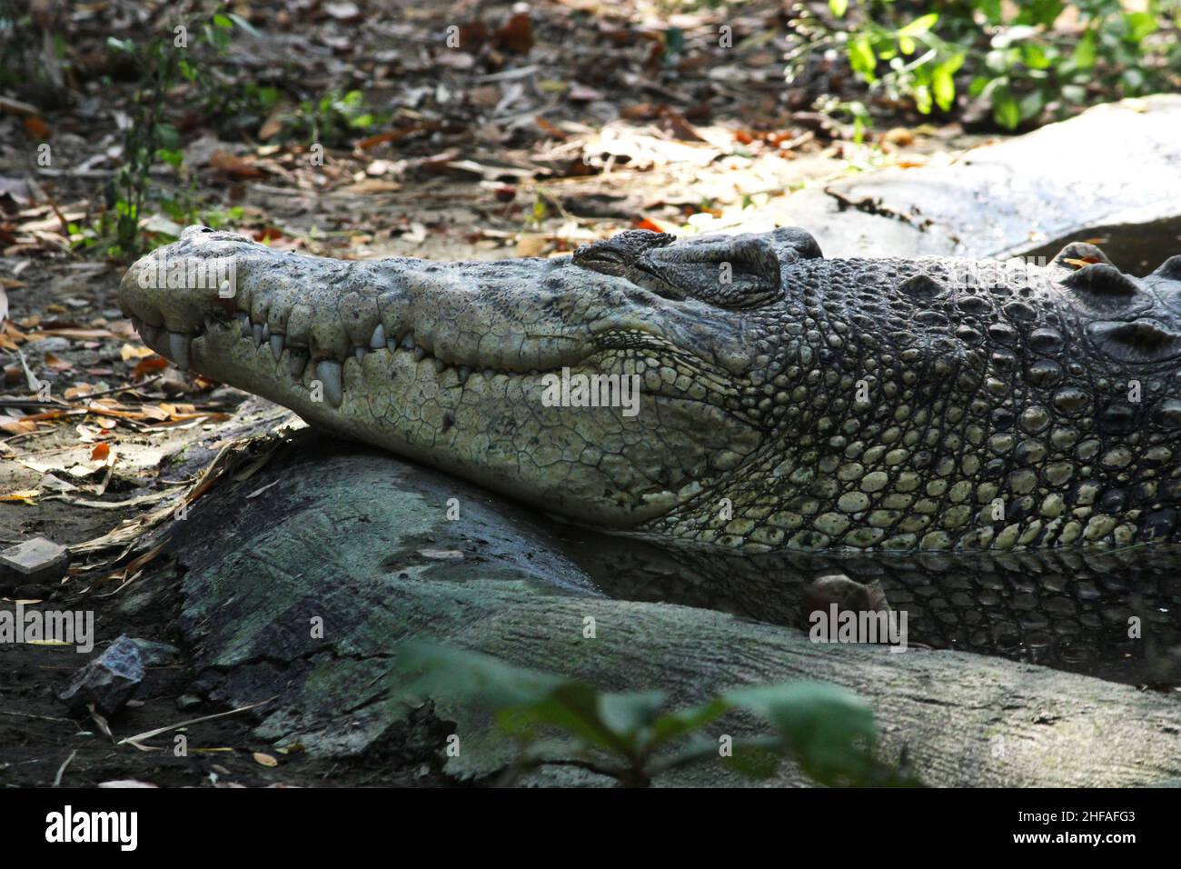 Close up of Crocodile in zoo Stock Photo