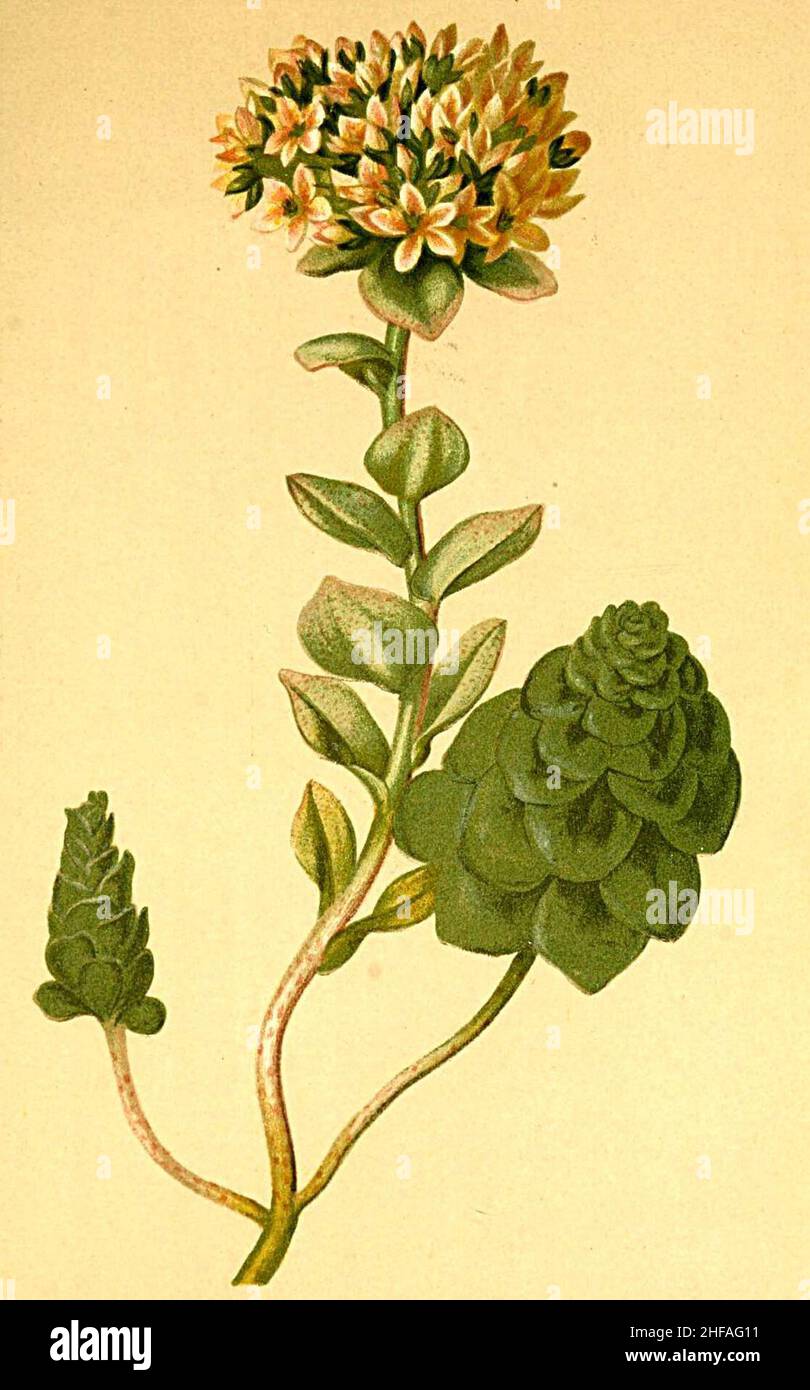 Sedum anacampseros Atlas Alpenflora. Stock Photo