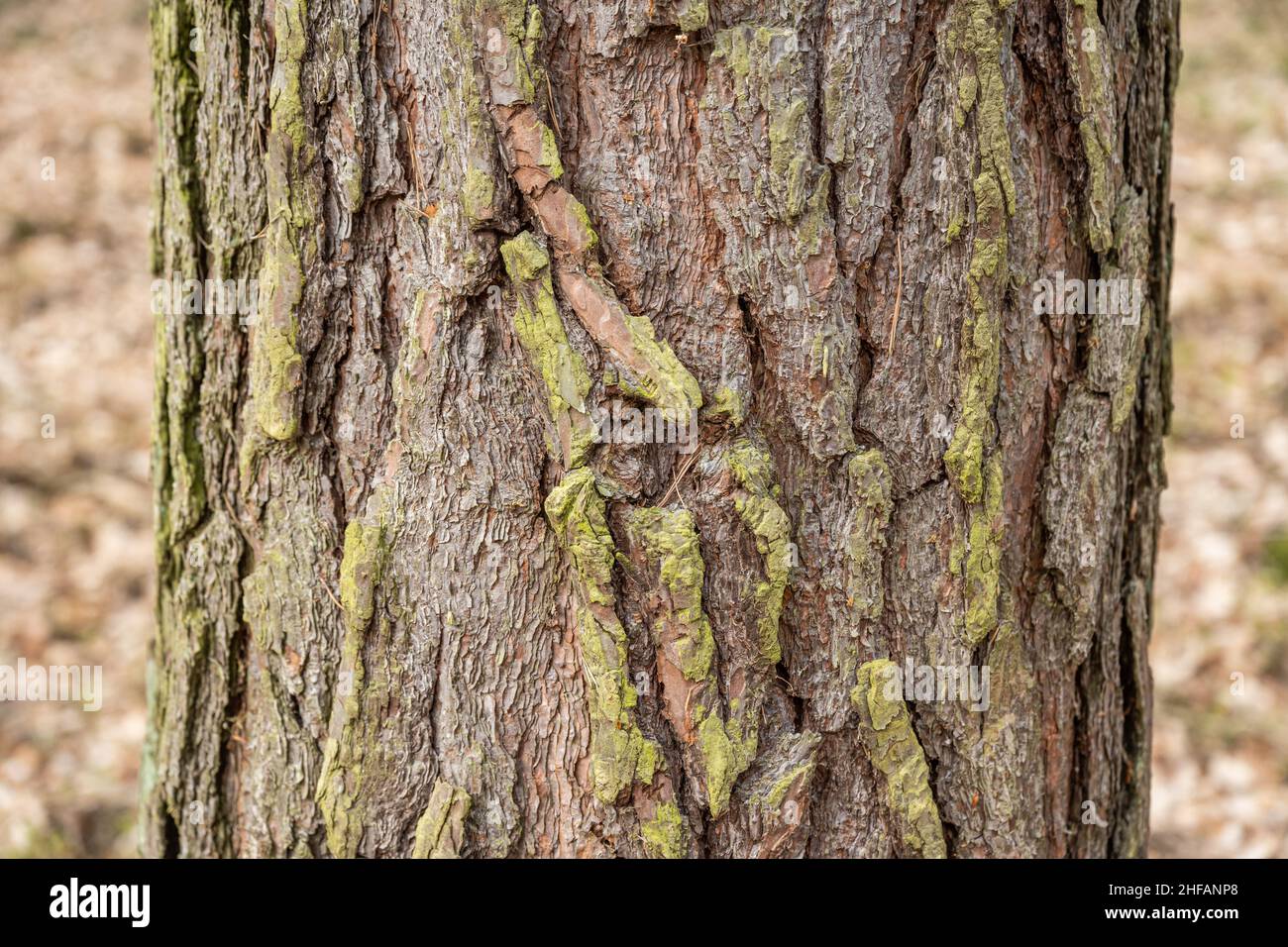 Bark of old tree Seamless bark background texture Natural. Stock Photo