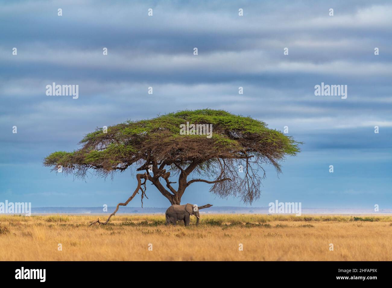 An African savanna elephant rests under a tree at Amboseli National Park, Kenya Stock Photo