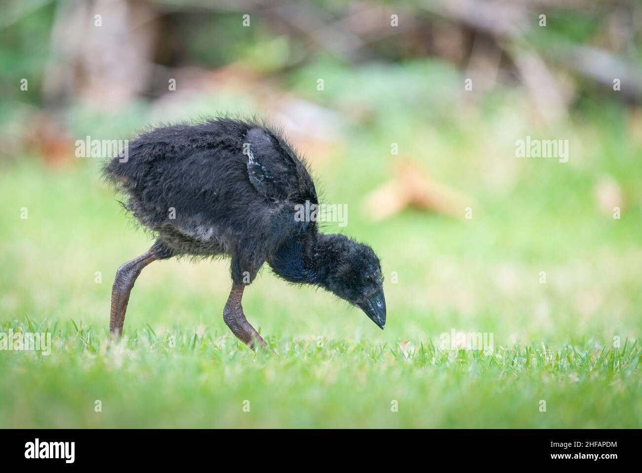 Black jubilee Pukeko bird with blue feathers developing under the neck. Western Springs park, Auckland. Stock Photo