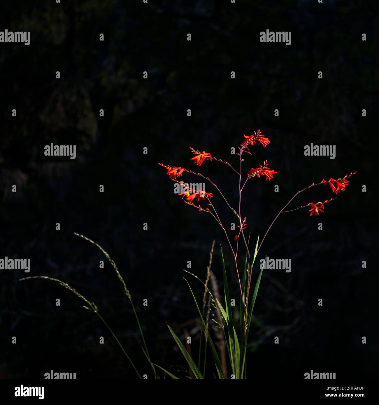 Bright wild flowers in the morning sun, against a nature dark background. Vertical format. Stock Photo