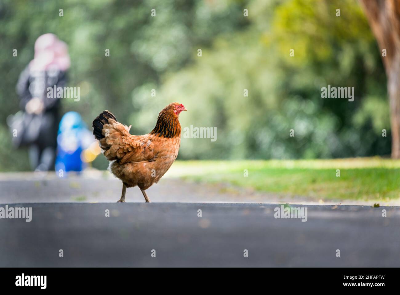 Cock with out of focus hen in background Stock Photo - Alamy