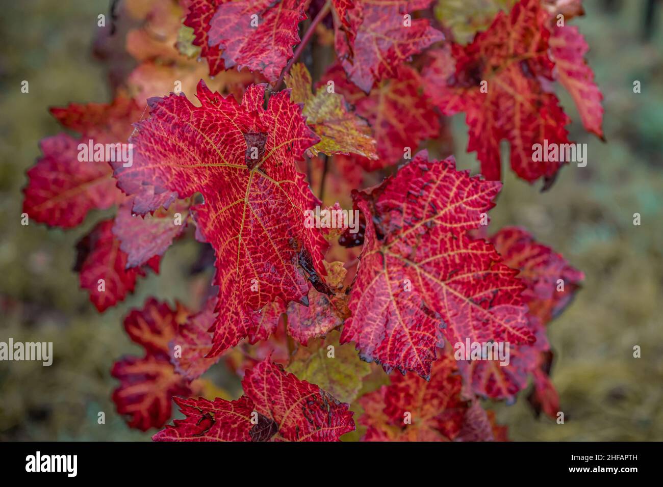 red Fall color Leaves Wine Region Moselle River Backgrounda autumn. Stock Photo